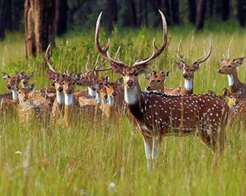 تصویر - Triángulo de Oro y Tigres 08 Noches / 9 Días