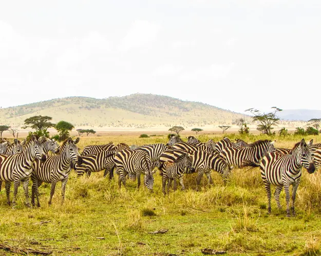 Image - Safari in der Serengeti & Baden in Kenia