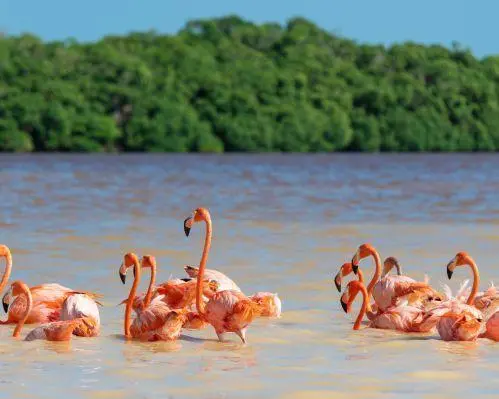 Imagen - Bellezas de Yucatán 4 días