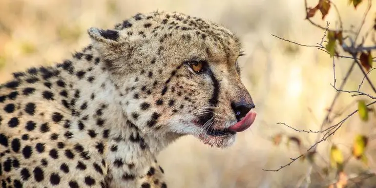 Bild - Best of South Africa