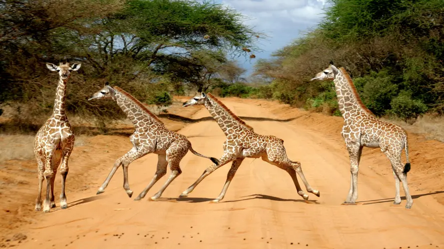 Safari panoramico in Kenya, tour privato