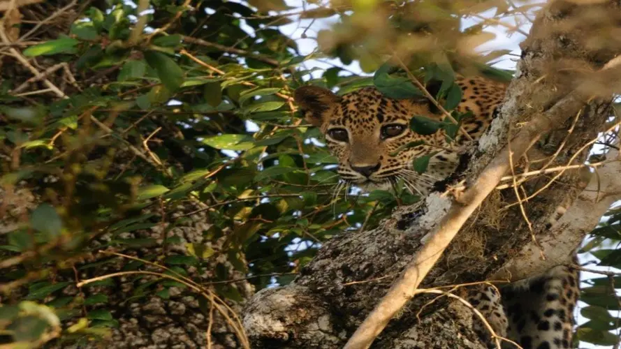 Leopards and Endemic Birds of Sri Lanka