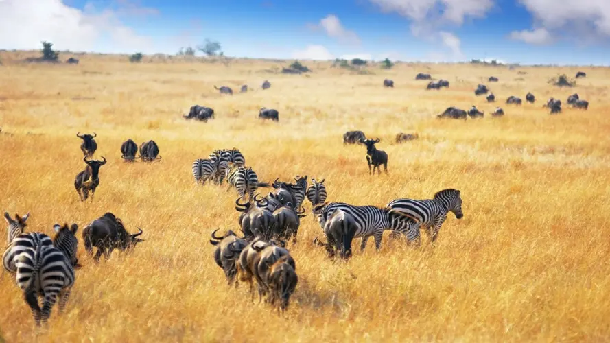 Impressions du Kenya - HORS VOLS