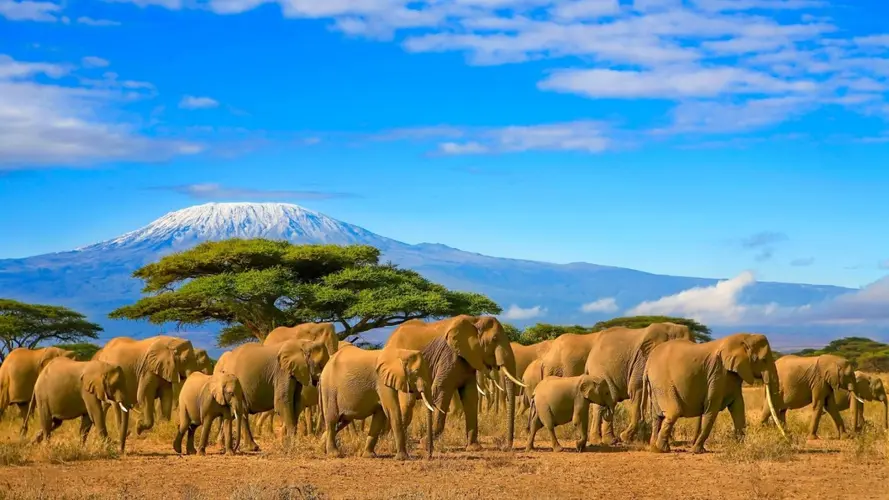 Immagine - PS - Combiné Tanzanie/ Kenya et plages de Zanzibar