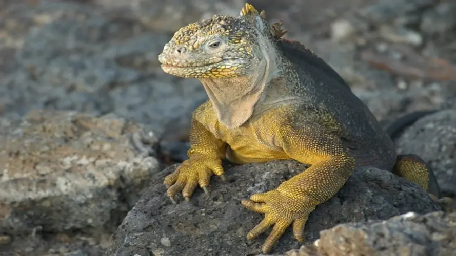 ES Xplora Ecuador & Amazonia Cercana & Galapagos FIT