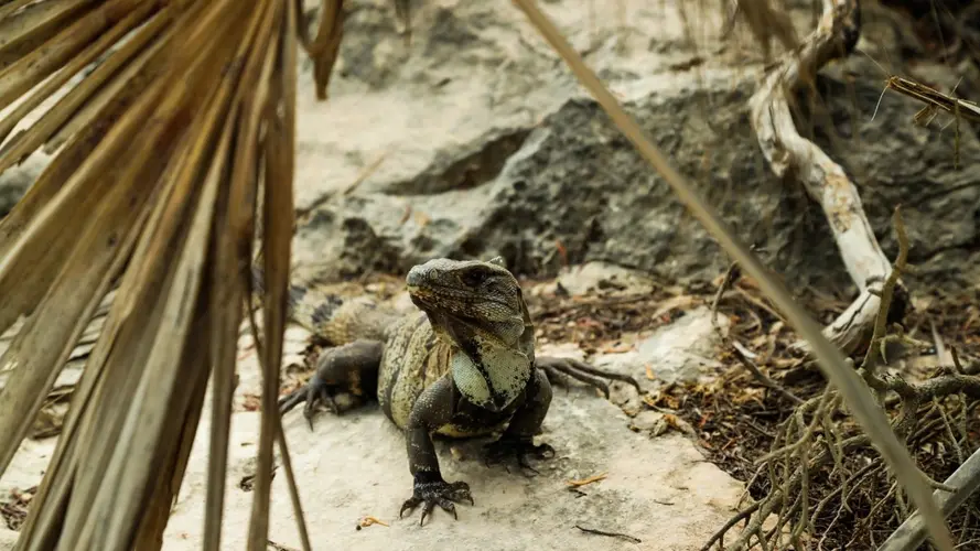 A la decouverte du yucatan et extension balneaire