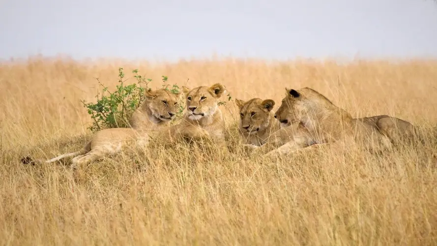 Visions d'Afrique Australe - HORS VOLS