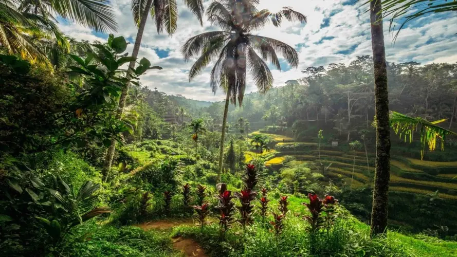 图像 - Duo Cendana Resort Ubud & Respati Hotel Sanur - 16 nuits