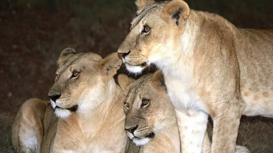 Simba , Safari Seul
