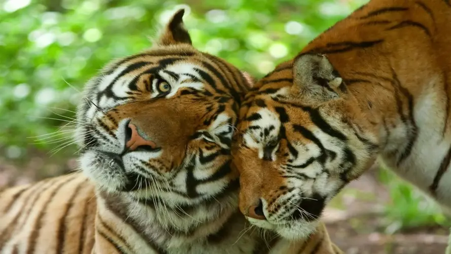 Safari photos en Inde centrale