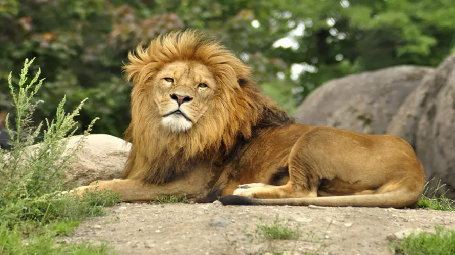 صورة - Best of South Africa _Kruger Nationalpark, Kapstadt & Gardenroute - Standard