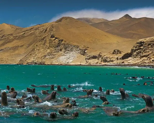 Immagine - Getaway in Paracas 02 Days / 01 Night