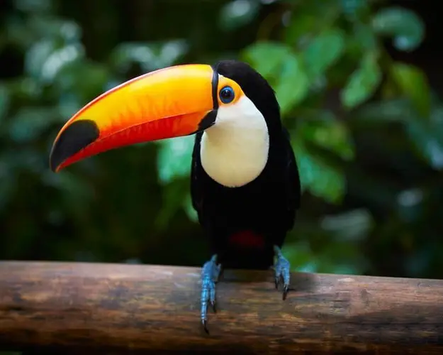 Beeld - Cumaceba - Toucan 03D/02N