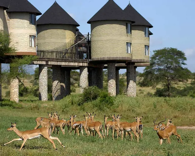 Bild - Tsavo Familiensafari & All Inclusive Baden Kenia