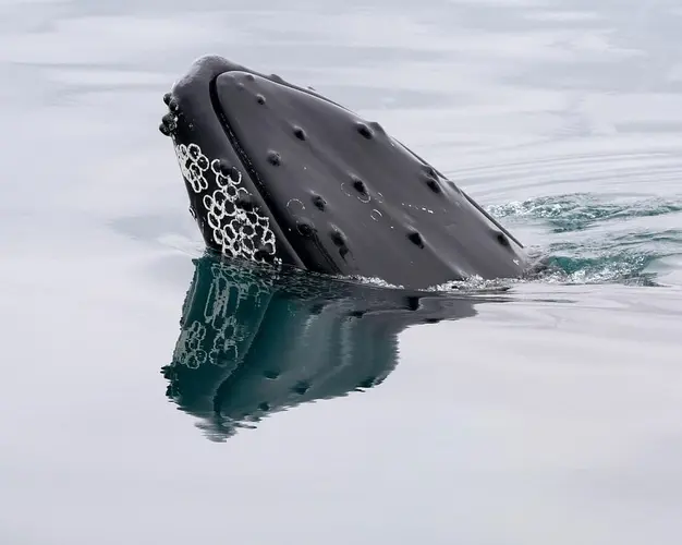 圖像 - Terre d'Islanda