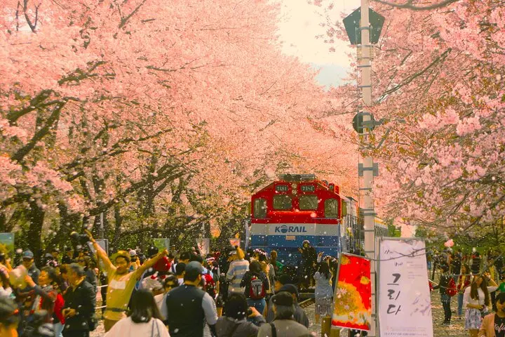  Cherry Blossom Festival - South Korea