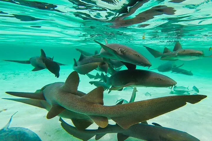 Nurse Shark Snorkelling