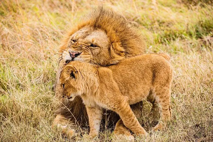 Safari in Kenya