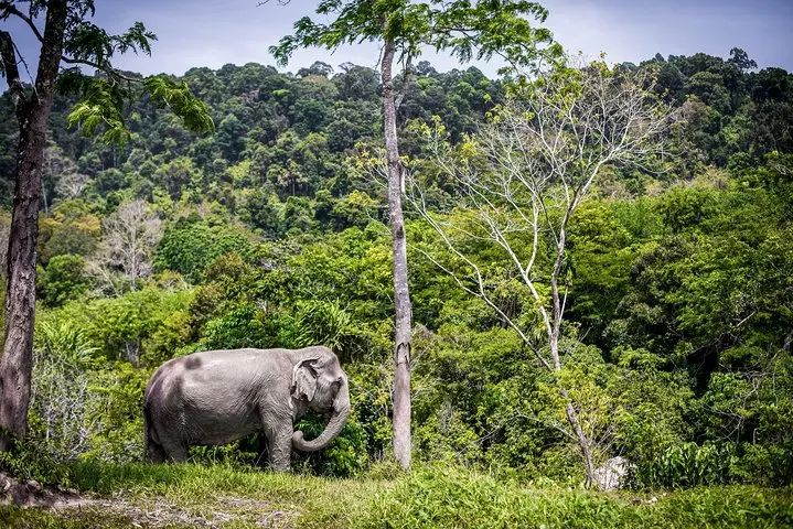 Discover Bangkok & Phuket - February 2026