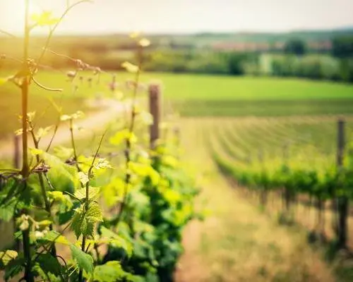 Auf den Spuren des Bordeaux Weins
