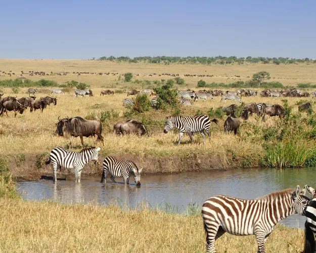 Bild - Nairobi, Safari "Masai Mara Nationalpark" & Baden Mauritius