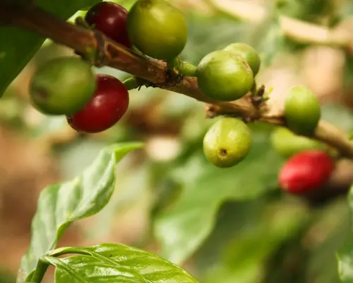 The best of Eje Cafetero from Pereira
