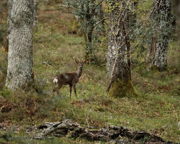 Ruta guiada: hayedo de Boheriza (8 de agosto)