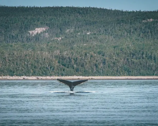 CANADA AND WHALES