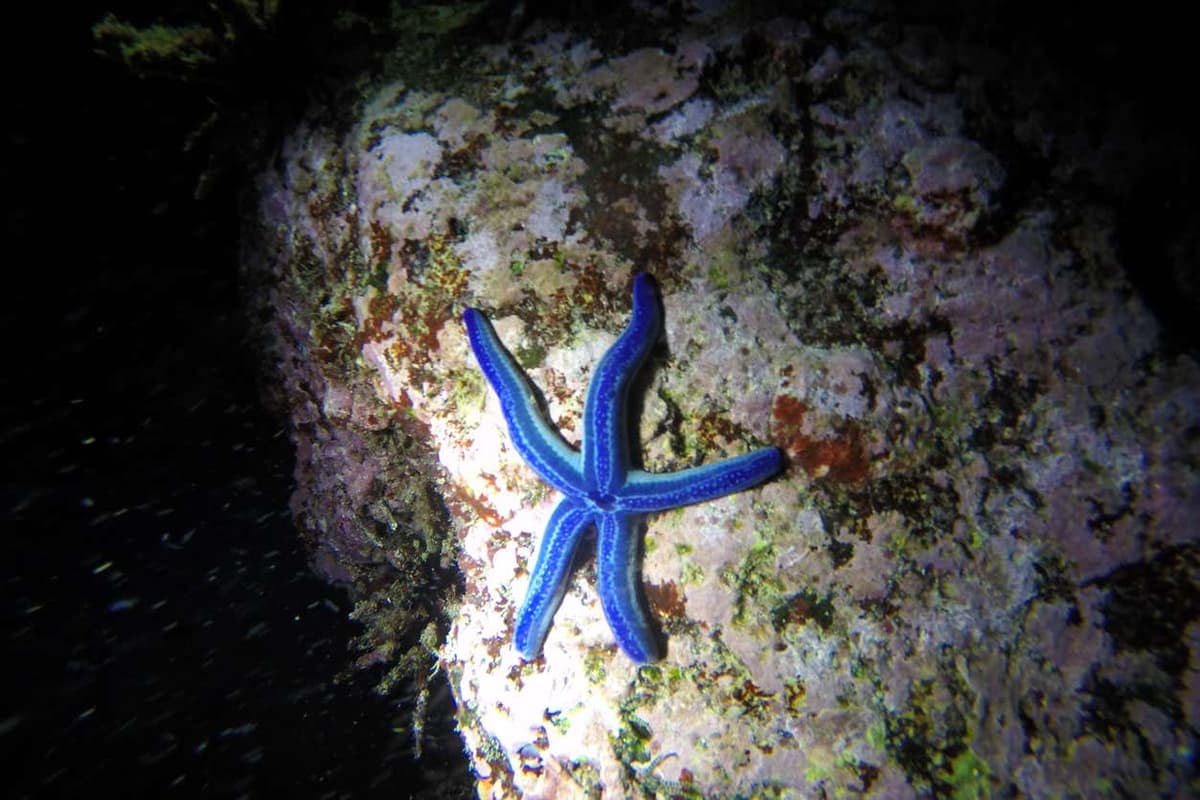 Night Snorkeling on San Cristóbal Island