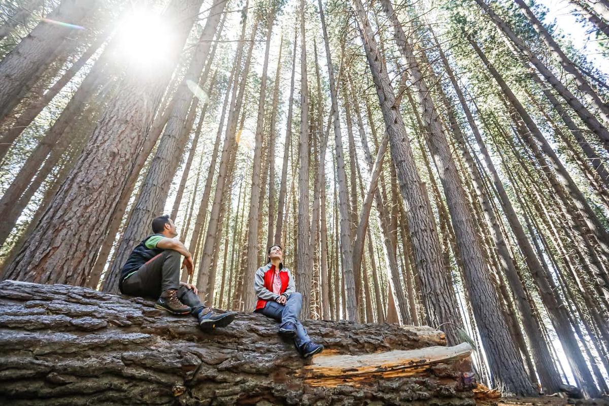 Excursión a Isla Victoria y Bosque de Arrayanes
