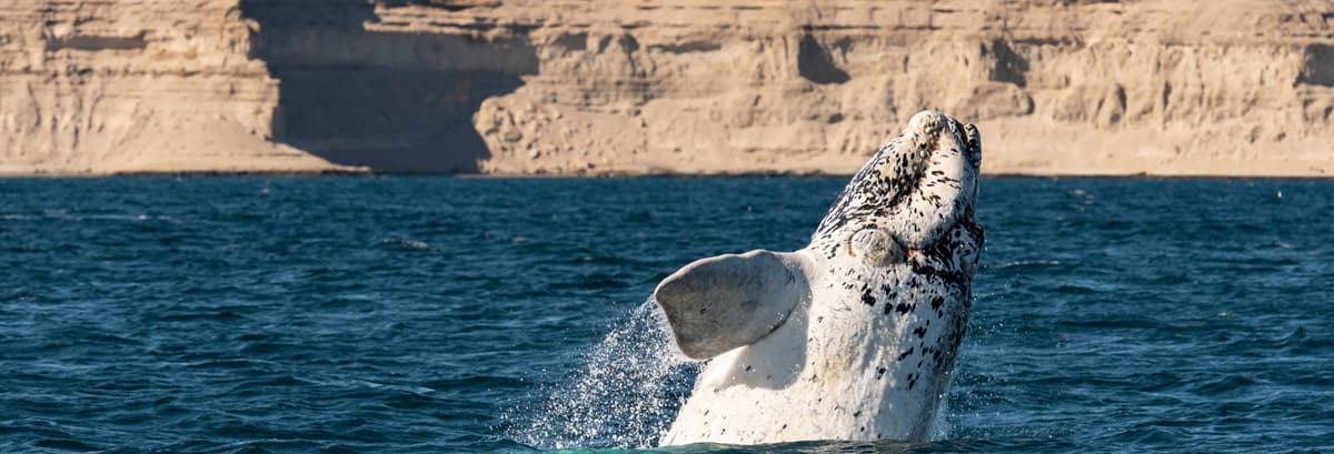 Valdes Peninsula Excursion + Whale Watching