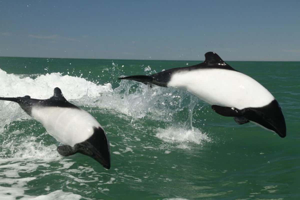 Punta Tombo Trip + Dolphin Spotting