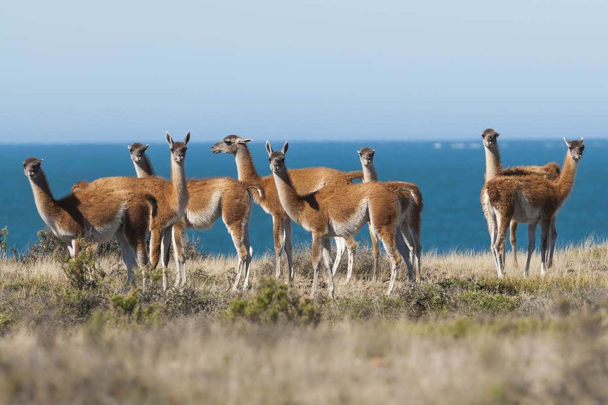 Valdes Peninsula Excursion + Whale Watching