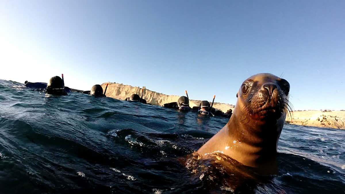 Punta Loma Snorkeling with Sea Lions