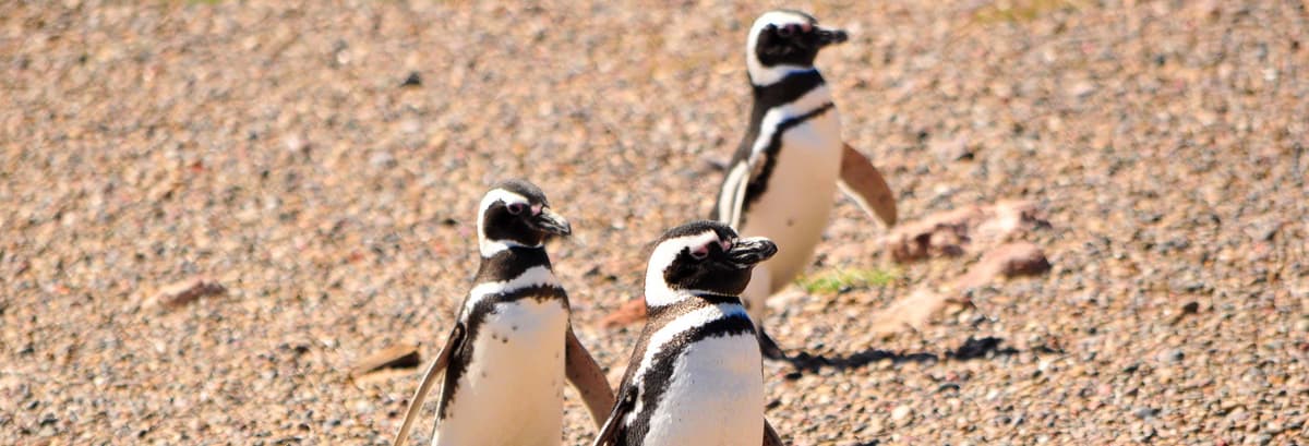 Punta Tombo Trip + Dolphin Spotting