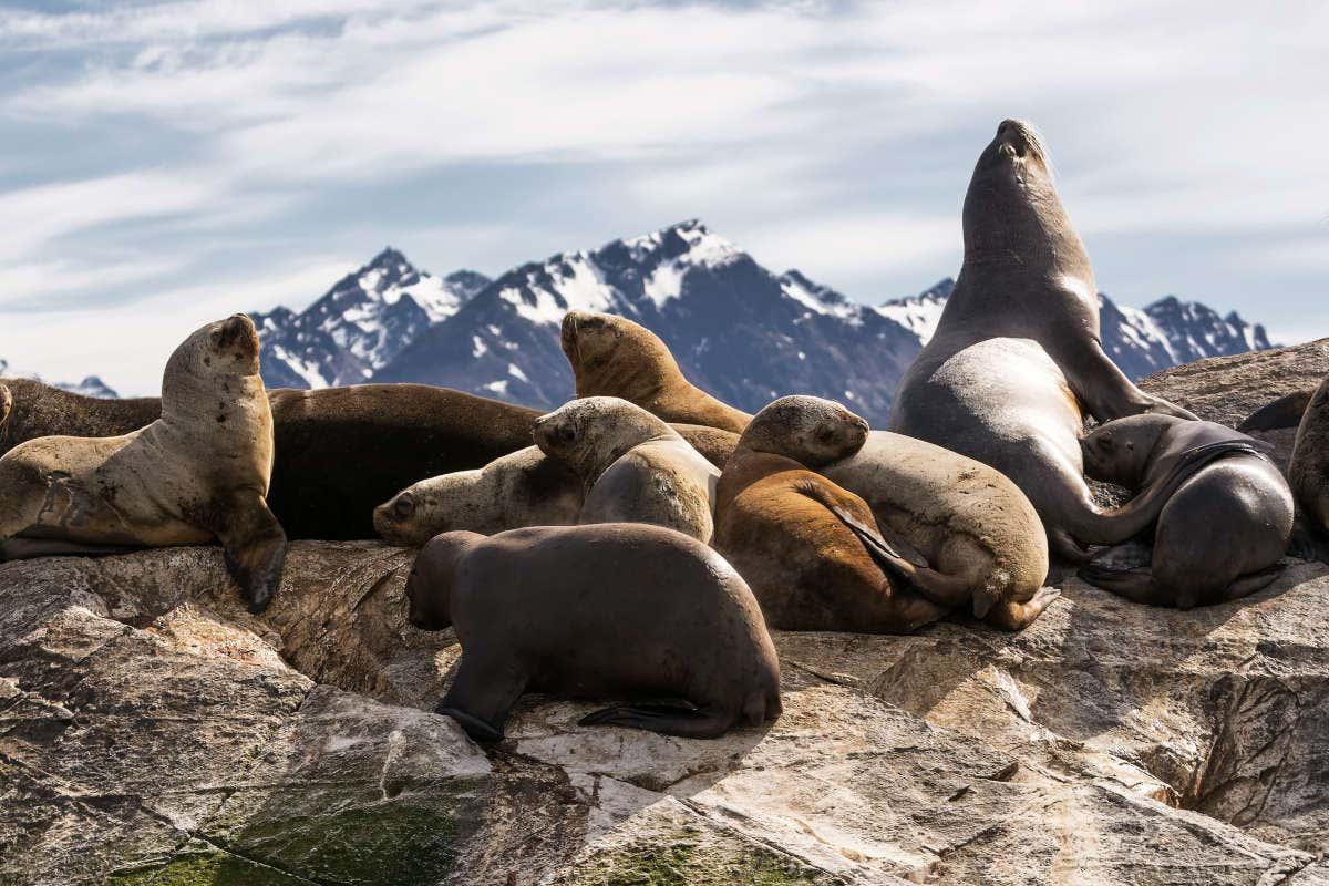Beagle Channel Yacht Cruise & Bridges Island Trek