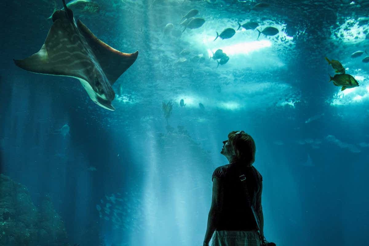 SEA LIFE® Melbourne Ticket