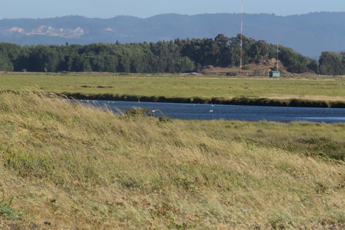 Tour por los humedales de Concepción