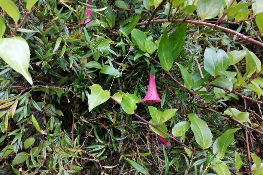 Senderismo por el Parque Nacional Alerce Andino