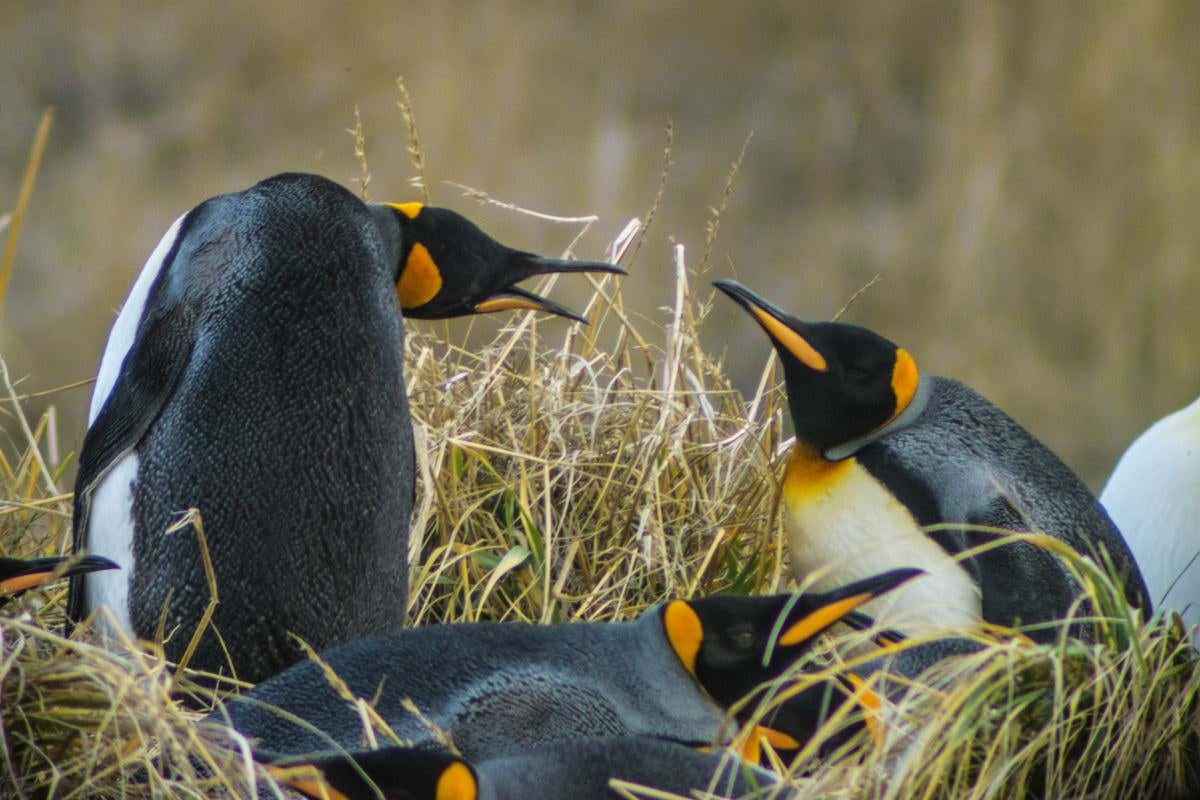 Excursión a la isla Tierra del Fuego
