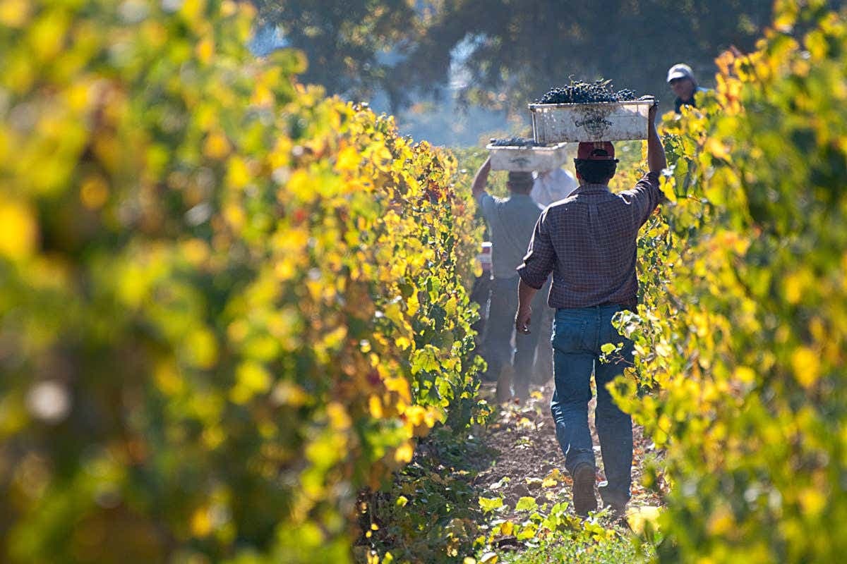 Visita a la viña Cousiño Macul