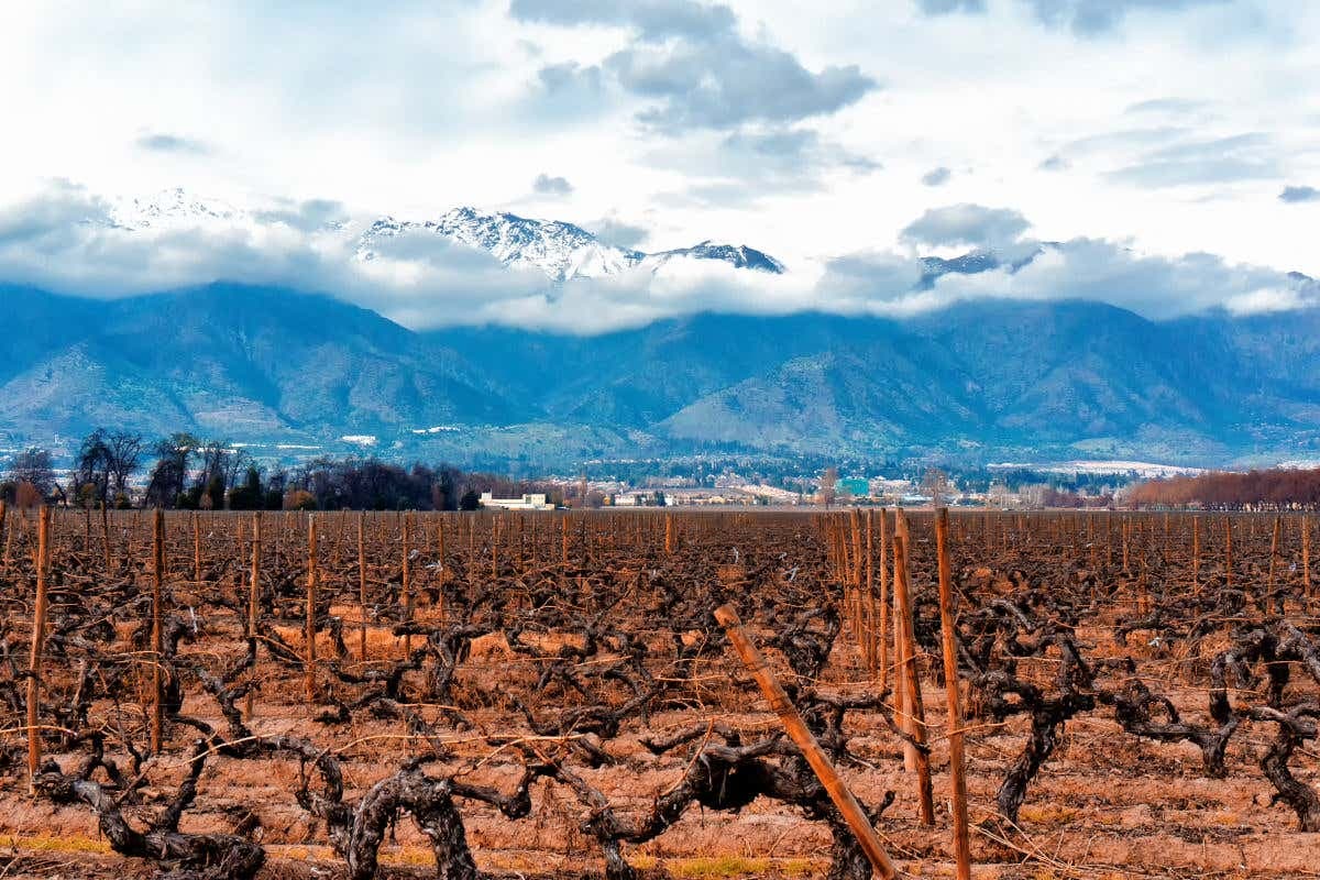 Visita a la viña Cousiño Macul