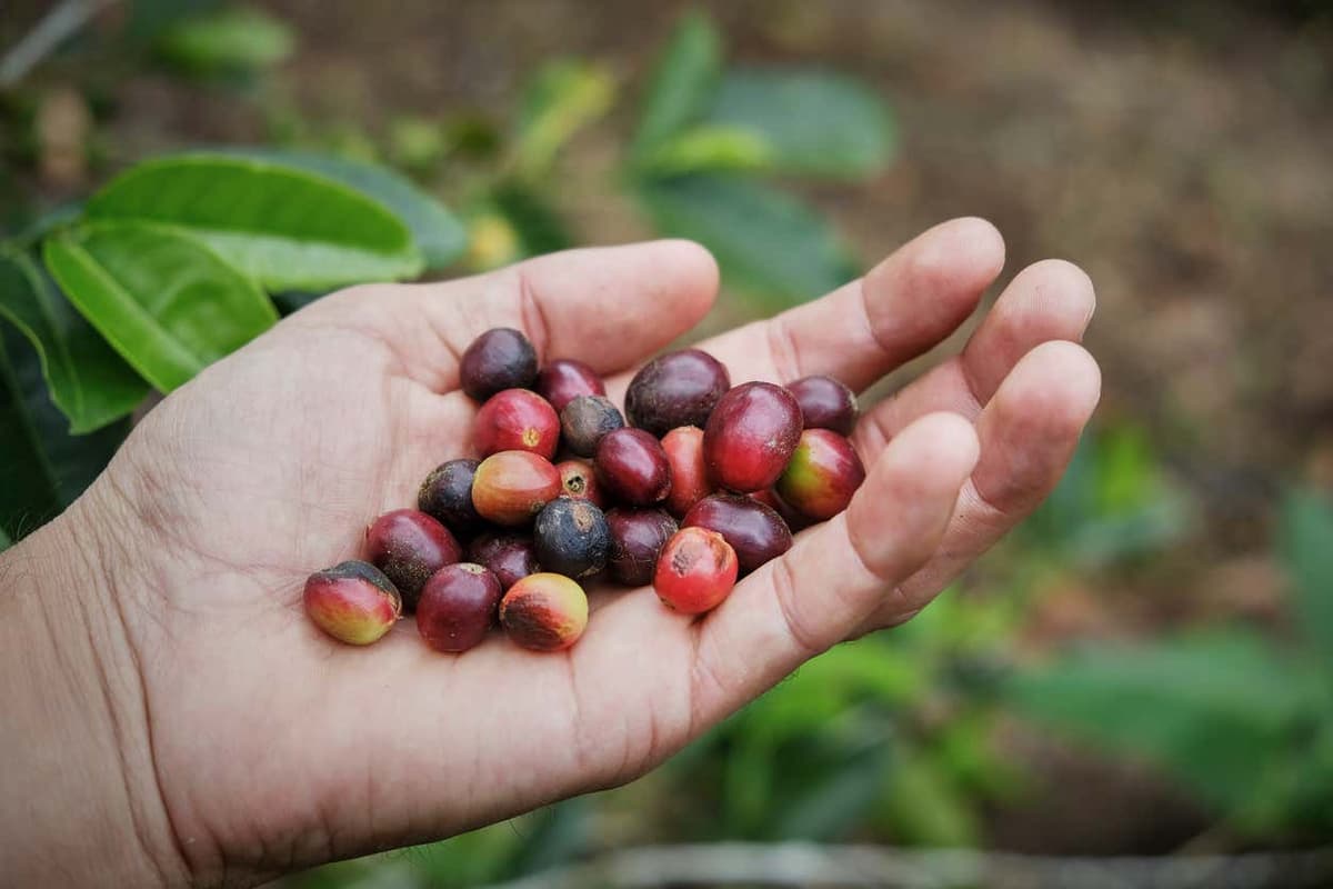 Tour del café por Jardín