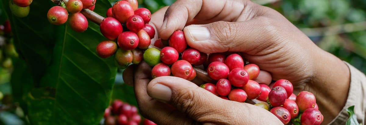 Antioquia Coffee Tour