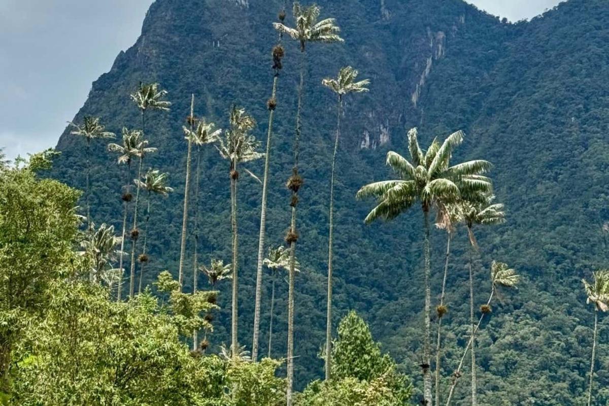 Excursión al Valle de Cocora + Visita a la finca cafetera Entrebosques