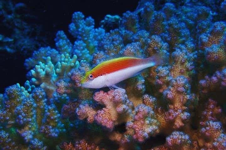 Snorkeling a Marsa Mubarak