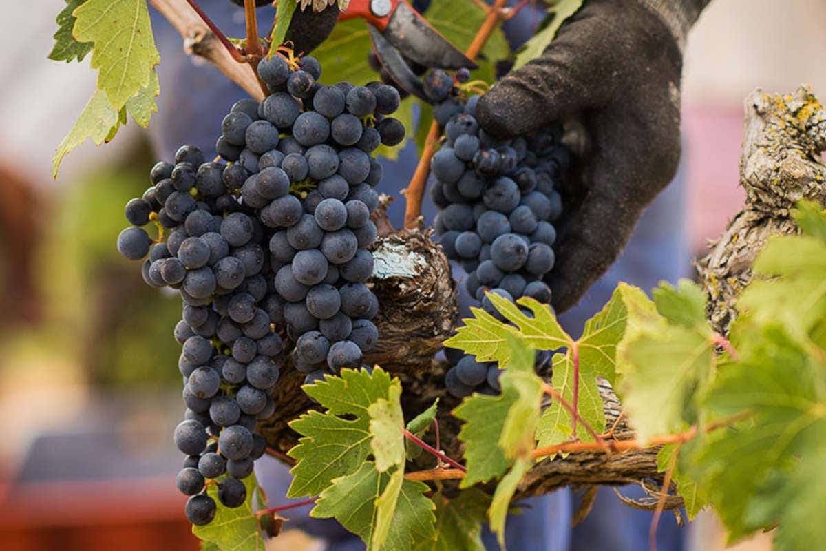 Visita delle cantine Marqués de Cáceres