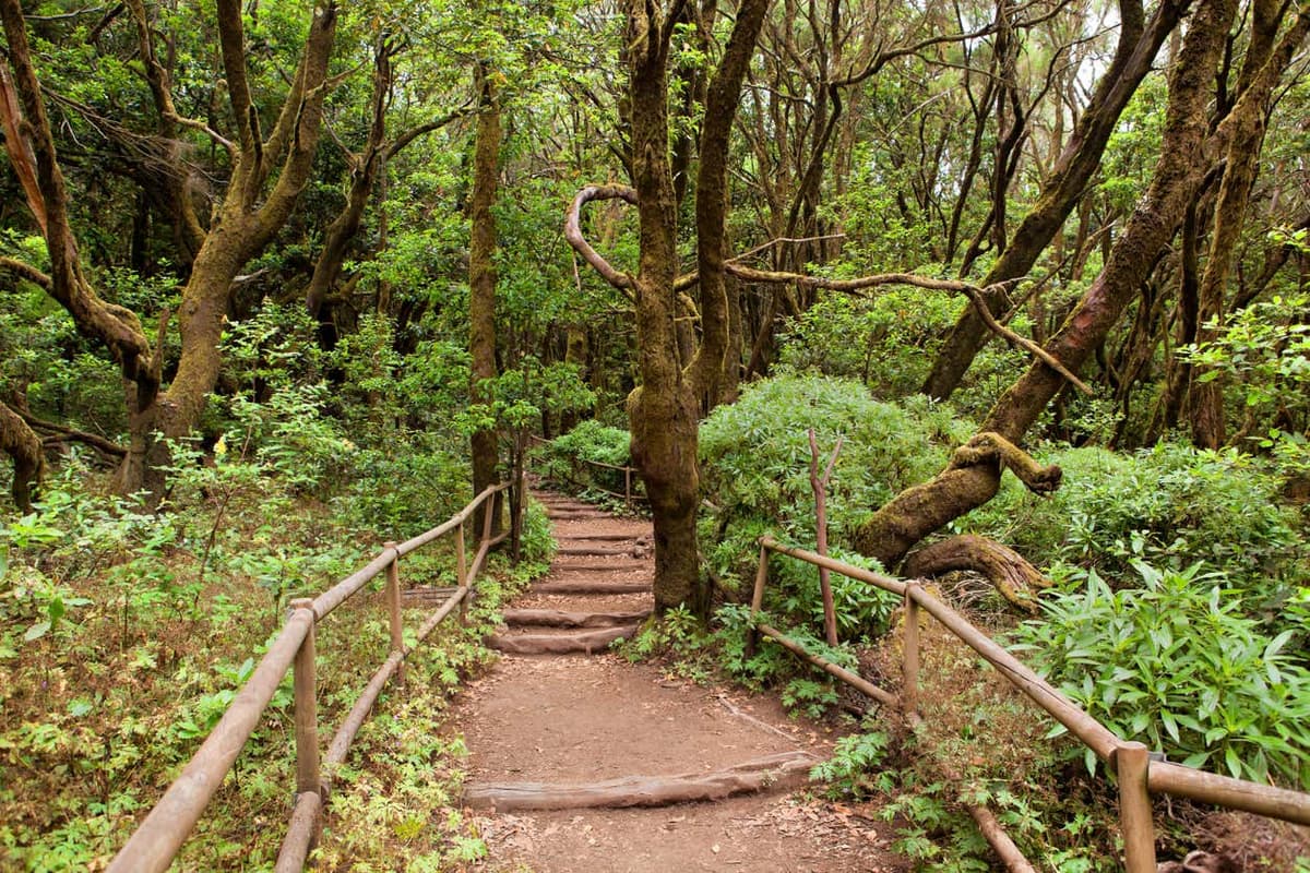 Excursión a La Gomera desde el sur de Tenerife