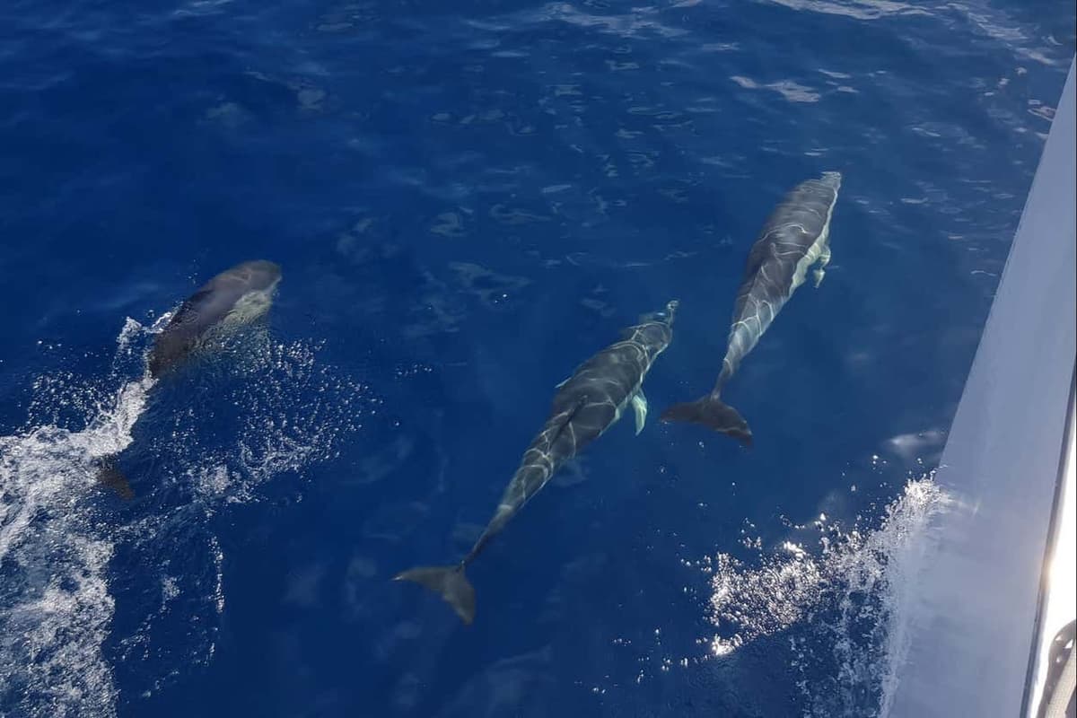Giro in catamarano da Puerto del Carmen al tramonto