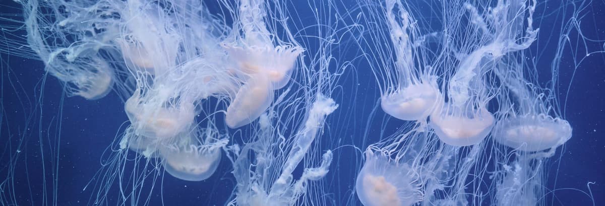 Entrada al Oceanogràfic